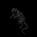 A dnd miniature giant rat AR model.
